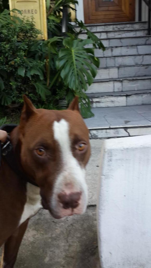 besoma79's tweet photo. @AA_DF encontré este perro zona naucalpan, compartan para q regrese a casa http://t.co/Pt5ZA0KUag