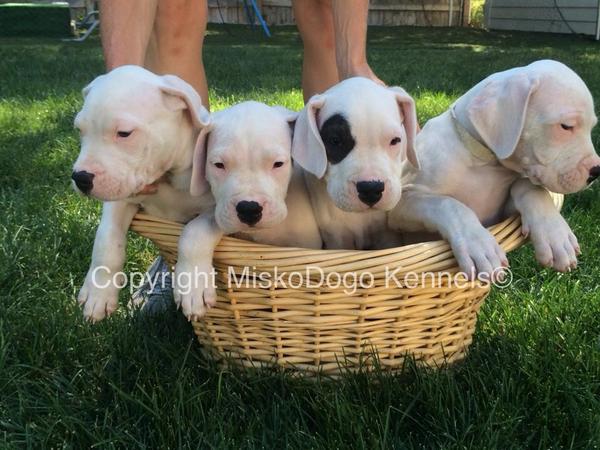 miskodogo's tweet photo. These little guys are ready to go to a new home! DM us If interested #dogoargentino #dogopuppies #miskodogo http://t.co/tuUj9K2MAC