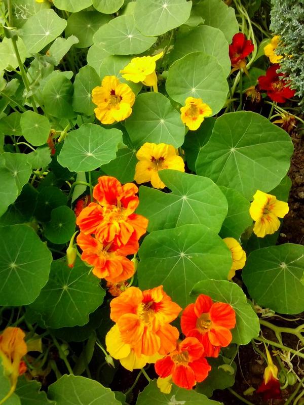 The Potting Shed UK on Twitter "Some lovely nasturtiums. http//t.co