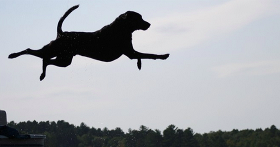 RoverSFO's tweet photo. Teach your dog to swim this summer with tips from Rover http://t.co/iZVRMvoB8b #RoverSFO http://t.co/UBfldLYOF6