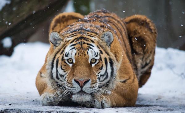 FRonsholt's tweet photo. Happy global tigers day! http://t.co/QzXtU79ams