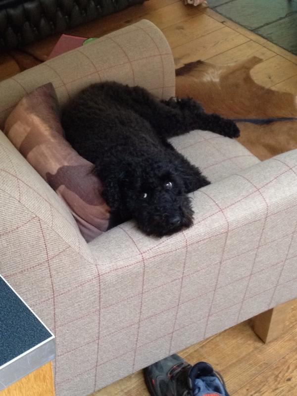 MaisieCockapoo's tweet image. I'm not getting up ...