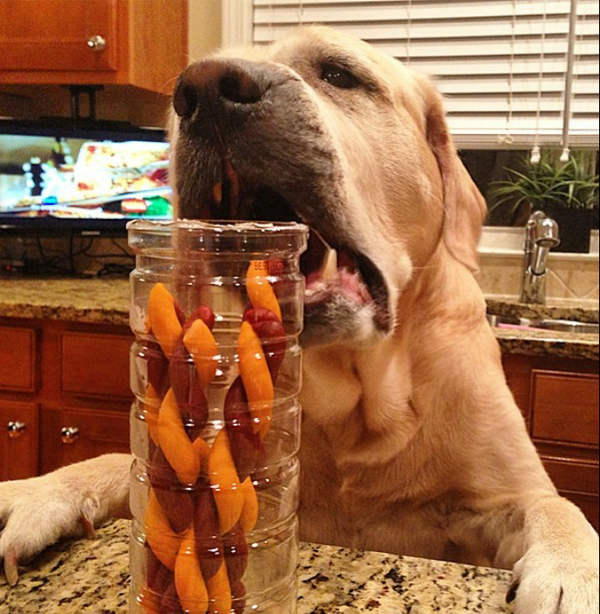 HunterYellowLab's tweet photo. Daddy always let me have my snack before dinner

#snacks #snacktime #yum #cookies #goodies #pets #dogs #dinner http://t.co/OKGgBSMpGN