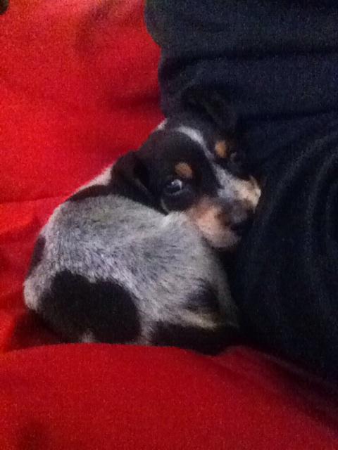 Cutest thing I've ever owned in my entire life! This little guy rules!