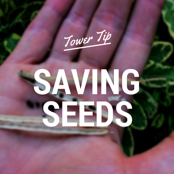 TowerGarden's tweet photo. Save your seeds to grow your favorite plants again! #TowerTip http://t.co/QkFMjycmnf