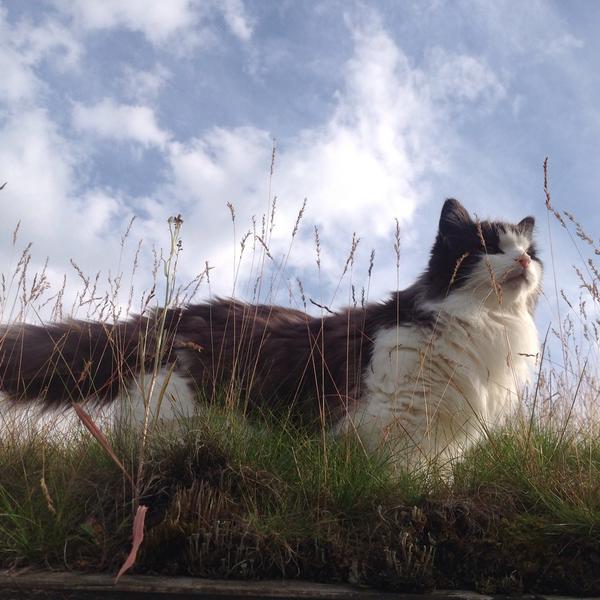 3ippi's tweet image. Roof with a view -^,,^_