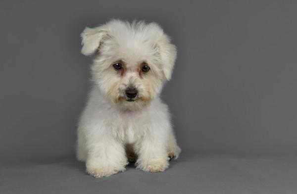 CUTEPlCS's tweet image. cute puppy!! &amp;lt;3