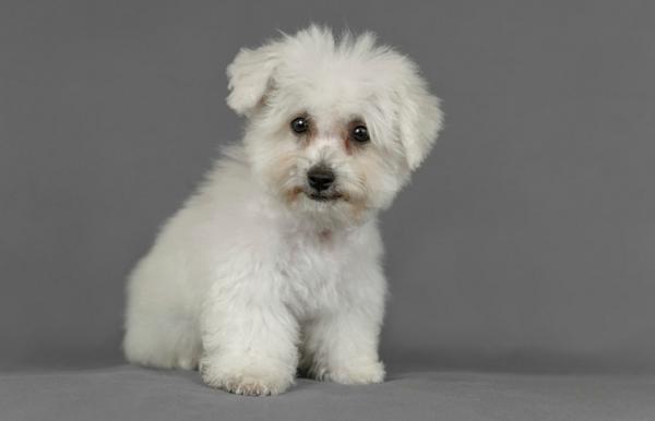 CUTEPlCS's tweet image. same cute puppy!! &amp;lt;3