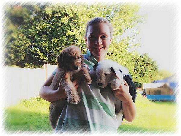 ClaireMuscutt's tweet image. what to do when ur desperately in love with 2 puppies and you already have 2 dogs in a 2 bed apartment #notpractical