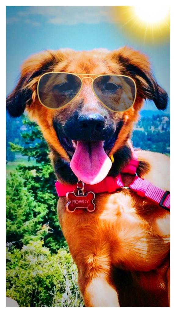 2sdaysWithRowdy's tweet photo. Some people buckle under pressure; champions thrive in the heat #hotdog #PawesomeAdvice #RowdyWisdom http://t.co/HpTyQs7Qnd