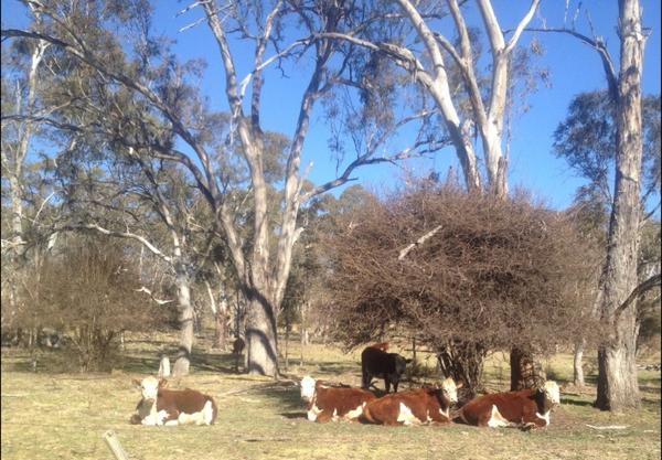 Enjoying the sunshine on a winters day on the #New England #Guyra