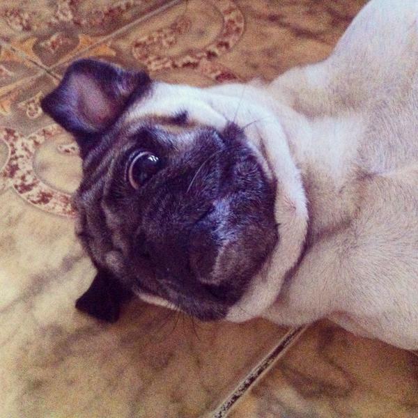 Pugsfordays's tweet photo. Just laying around http://t.co/ohAbXvwT8M