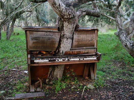 Ritattieh's tweet photo. #Old #Piano #Tree #Nature #Music http://t.co/1H8U3qjsp2