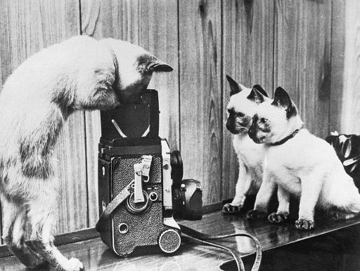 Media Space on Twitter: "Are you wondering what a cat using a twin lens  reflex camera would look like? Wonder no longer. It's #MuseumCats day.  http://t.co/59Po9JvyCr"