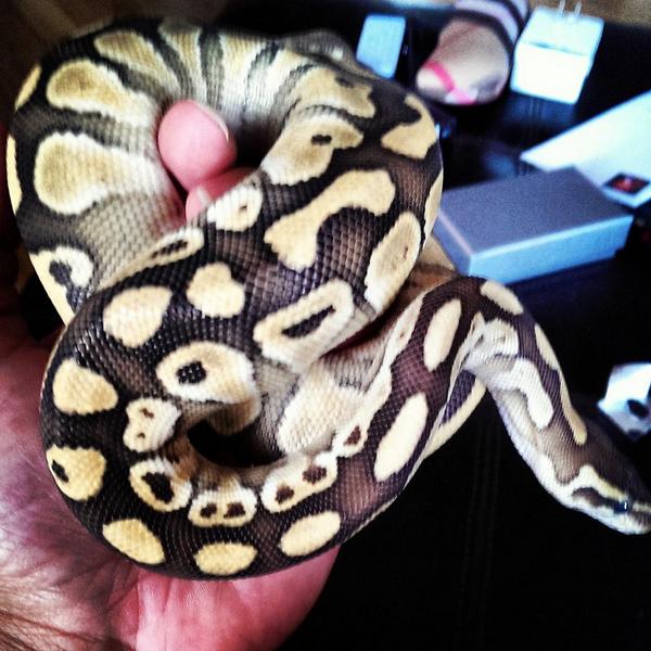 HarlnWorld's tweet image. 1 of 3 of my snakes...he's getting fat! #butterballpython named #Beast
