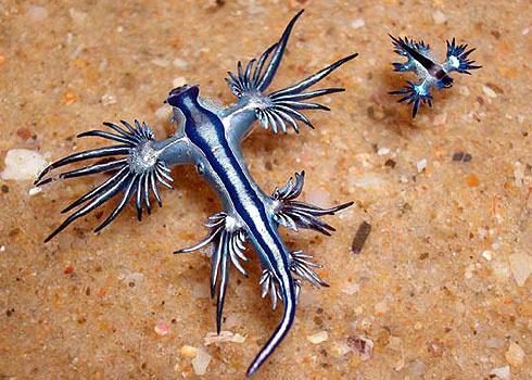 qikipedia's tweet photo. This is the blue glaucus. It eats the tentacles of Portuguese man o’war and uses the poison for its own defence. http://t.co/wJV8IPMnOA