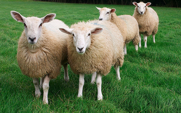 Wist jij dat al over schapen? on.fb.me/1sn1GTS