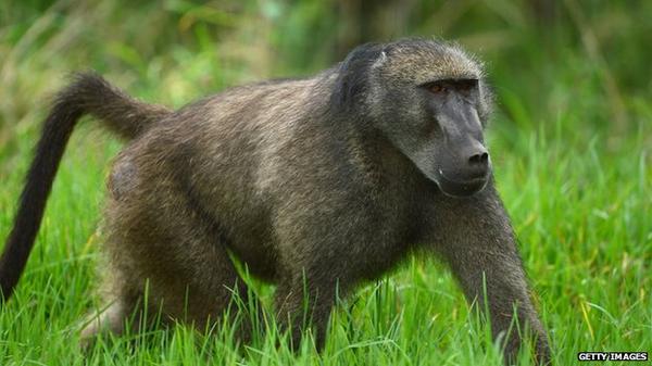 bbcstories's tweet photo. Travellers on a busy Kenyan highway warned not to feed alcohol to baboons #NewsfromElsewhere http://t.co/Q7HDKd4Xh2 http://t.co/5gtf1mA8GK