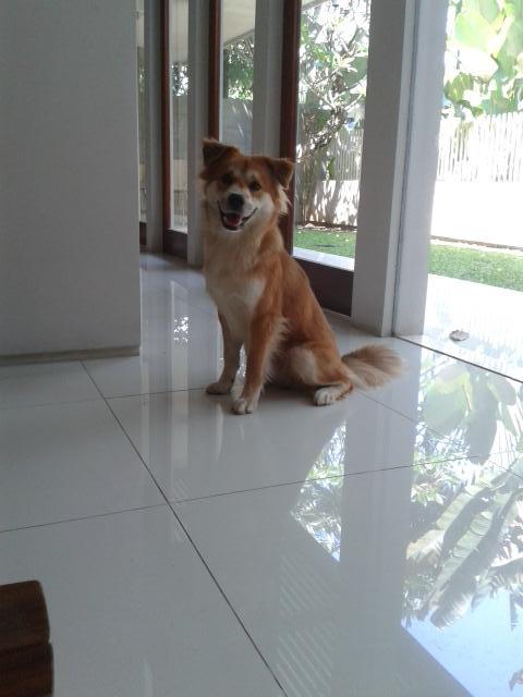 Mikhaeltam's tweet photo. I think my dog is a bit fotogenic http://t.co/DAc82SJuWO