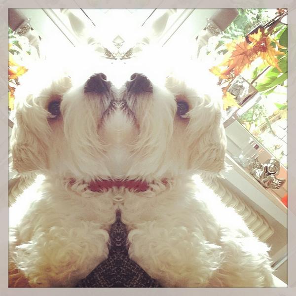 Petra Rieken (@petrarieken) on Twitter photo 