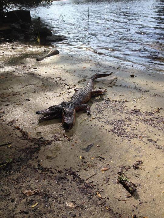 LebanonWildlife's tweet photo. Two headed alligator found in Florida. #rare #animals #weird http://t.co/HFOmY2YiR5