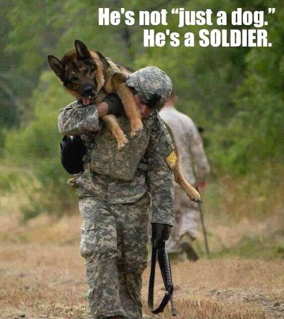 BasepageOrg's tweet image. Basepageorg supports all of our troops..including our 4 legged friends. Got pics?? Post on our #community forum.