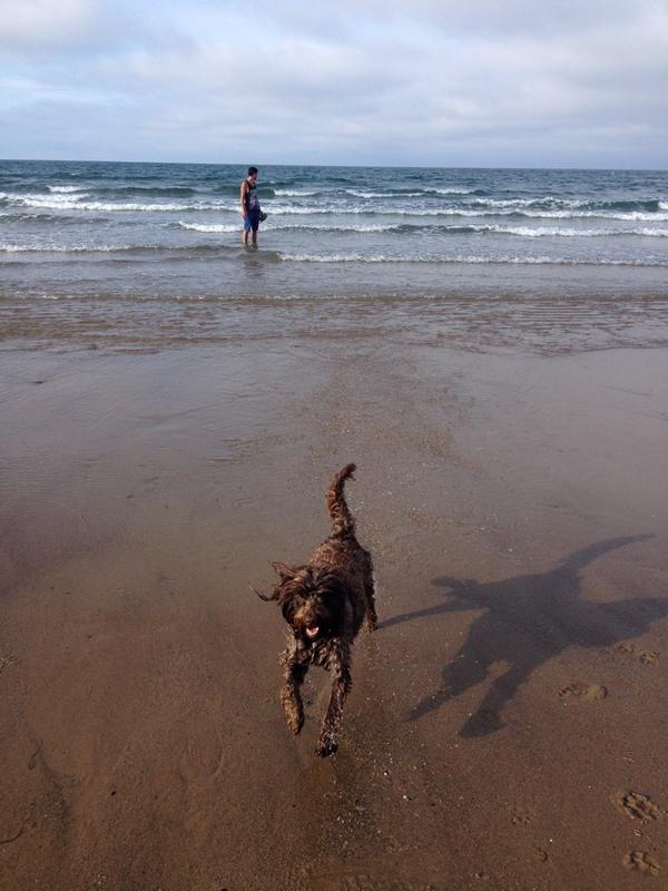 RubyCockapoo's tweet image. Just got back from my holidays to Cayton Bay! @ThomasCraven1 @Missbmccormack