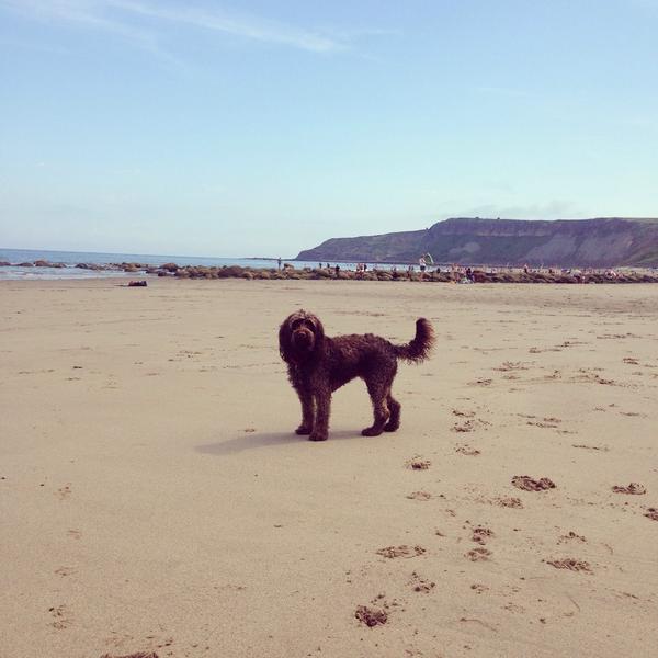 RubyCockapoo's tweet image. Just got back from my holidays to Cayton Bay! @ThomasCraven1 @Missbmccormack