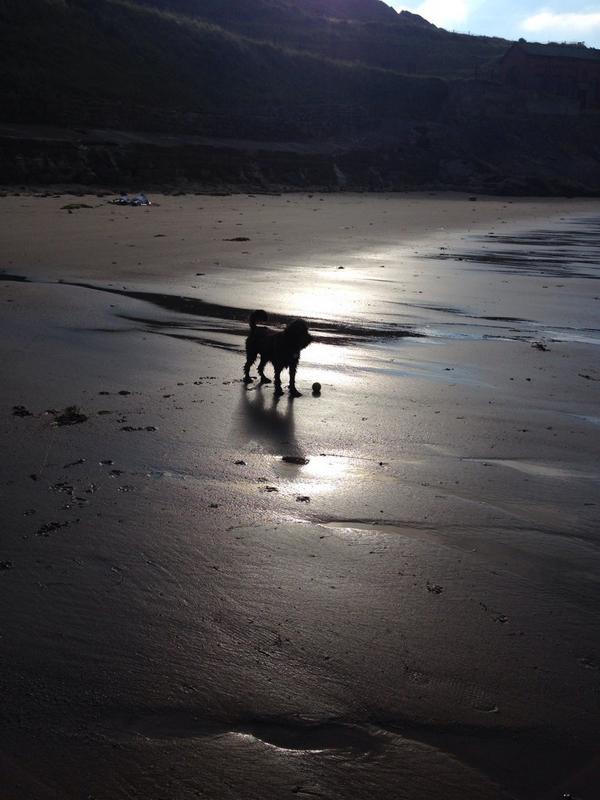RubyCockapoo's tweet image. Just got back from my holidays to Cayton Bay! @ThomasCraven1 @Missbmccormack
