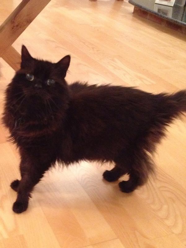 sianreadyhough's tweet image. What do you mean I don't photograph well? Darling, I am fabulous! @cox_tom #kittychic