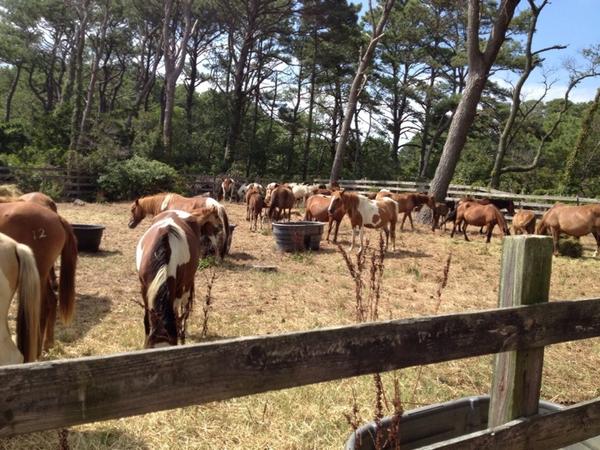 #Chinco ponies waiting for their big day--today! #PonySwim is between 11&amp; 1. #Chicoteague