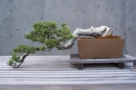 SekaiBonsai's tweet photo. Cascading bonsai : A tree living in nature on a steep cliff can bend downward. how wonderful this is. #bonsai #盆栽 https://t.co/Z7QMI8aQVy