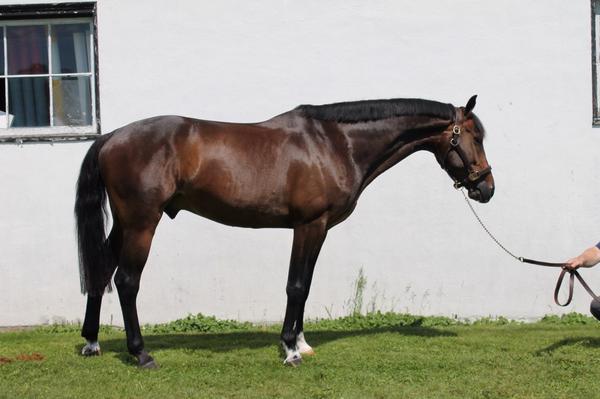 Win A Date 8yr old Argentinan Warmblood. Child/Adult Highs Champion watch Video @ m.facebook.com/WorldHorseSales
