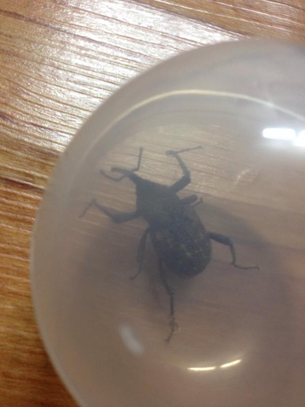 chanmool's tweet image. 혹시 이녀석 이름을 아시는 분~