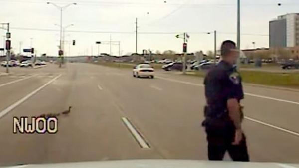 ControWorld's tweet image. Cop Helps Ducks Family Cross Busy Road - controversialworld.com/entertainment/…