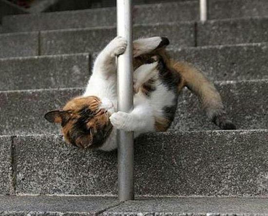 AtillaTasNet's tweet photo. Ahlaksız kedi! http://t.co/zStC9P3FKC