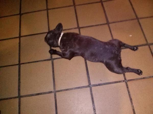 feligonzalezcal's tweet photo. Mi sapito tiene calor!!! http://t.co/KmzCkYbSTa