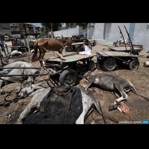 slutimak's tweet photo. Animals are also a threat to Israel it seems. #GazaUnderAttack http://t.co/SuYT2xAeNH