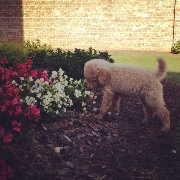 alexandypett's tweet image. Stop and smell the flowers 🌸🌸🌸 #rubylu