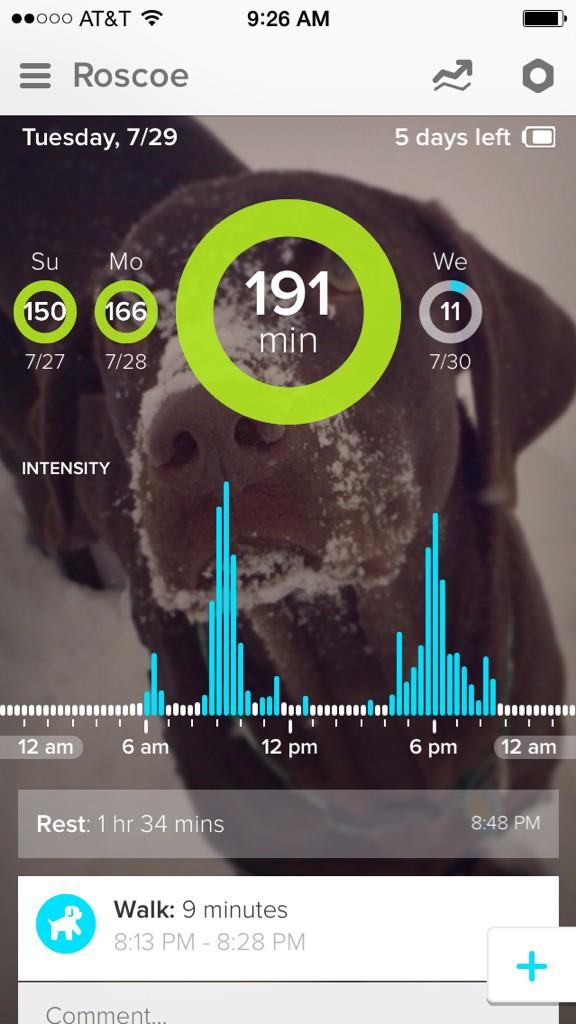 brandoroskowski's tweet photo. Big day yesterday for Roscoe. Let's see if we can top it today @WhistleLabs #runroscoerun #fitbitfordogs http://t.co/mxfHEn3hqy