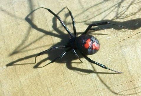 Milenio's tweet photo. #TenloEnCuenta. Detectan presencia de araña viuda negra en Yucatán http://t.co/OzTtxQtBHO http://t.co/WbyfupR595
