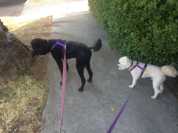 toniatkins's tweet photo. One of my 1st responsibilities today as #ActingGov was to make sure the #ActingFirstDogs got their morning walk. http://t.co/PhbSQonOHj