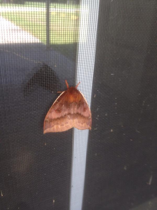 Xander_Hill's tweet photo. #mothra http://t.co/sVqMr9JGkk