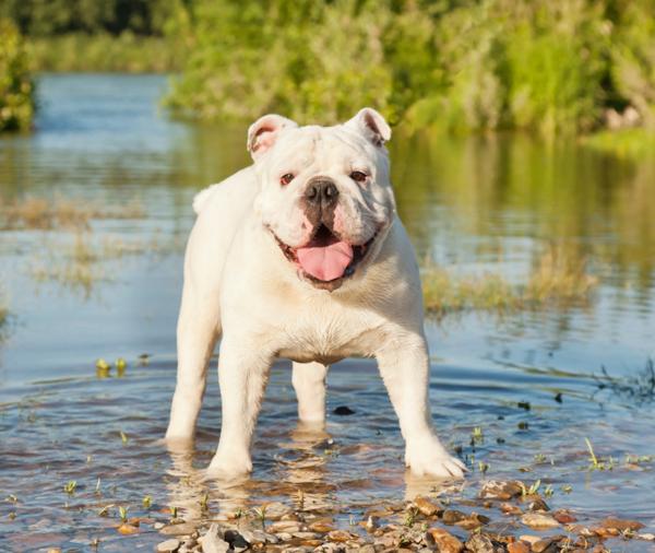 CUTEPlCS's tweet image. cute dog!! &amp;lt;3