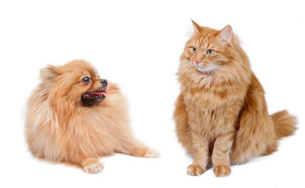 CUTEPlCS's tweet image. cute cat and dog!! &amp;lt;3