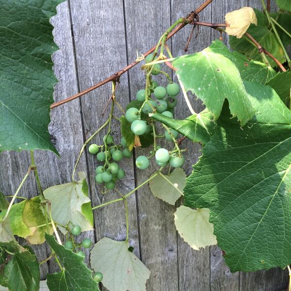 Just found grapes in my backyard. Wine anyone?