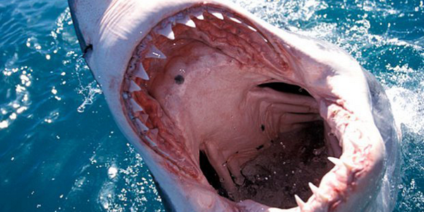 honolulumag's tweet photo. We love #sharkweek. Check out 16 fun facts about #sharks in #Hawaii every local should know: http://t.co/dYT6nFgiEe http://t.co/xkcs6LOOap
