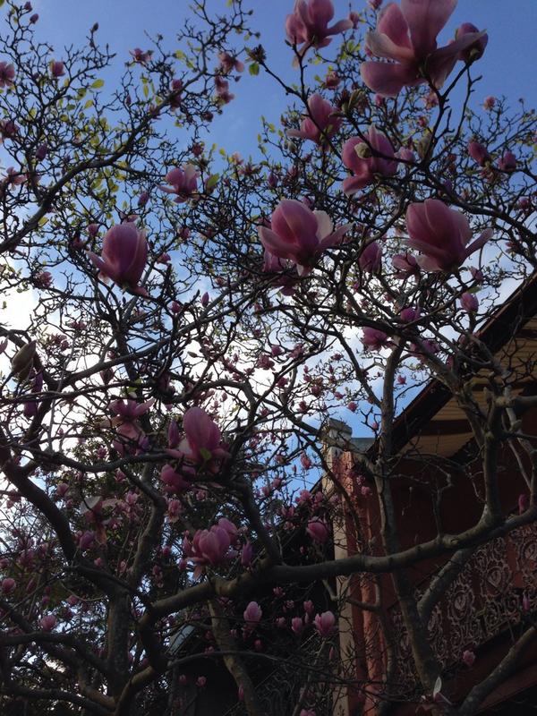 Poetry in Flowers (GungahlinF) Twitter