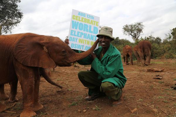 British_Airways's tweet image. It's #WorldElephantDay! We're proud to support @dswt in caring for Kenya's orphaned elephants bit.ly/1ky5Ndu