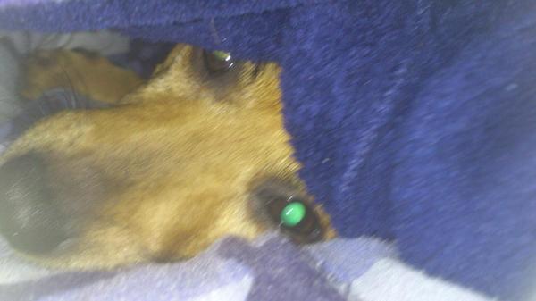 JakeDavidson07's tweet image. I found a dog!